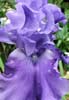 Blue Iris